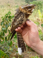Caprimulgus ruficollis