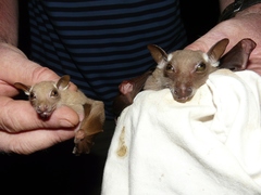 Epomophorus pusillus