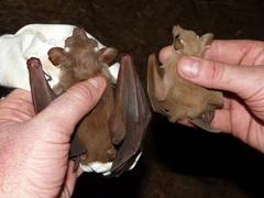 Epomophorus pusillus