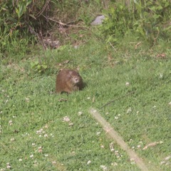 Cavia