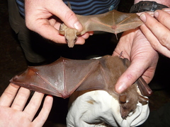 Epomophorus pusillus