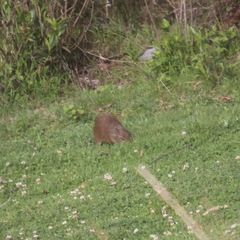 Cavia