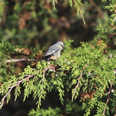 Conirostrum cinereum