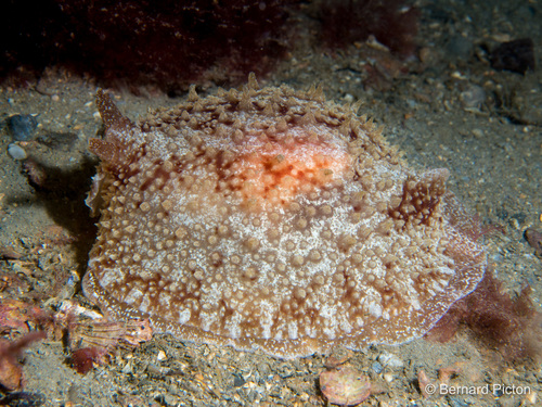 Rough Side-gilled Seaslug