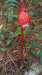 Monotropa coccinea