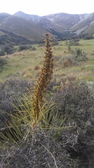 Aciphylla