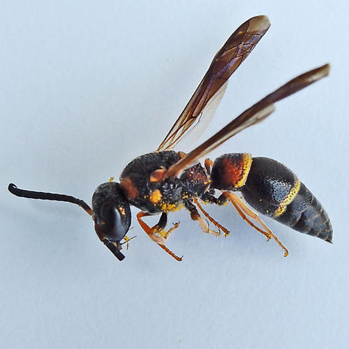 Parancistrocerus histrio