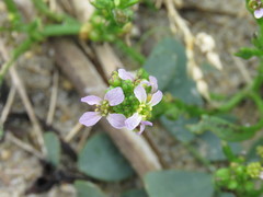 Cakile edentula edentula