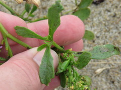 Cakile edentula edentula