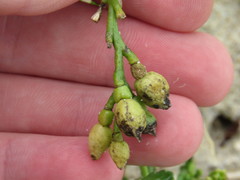 Cakile edentula edentula