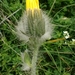 Hieracium piliferum piliferum - Photo (c) Giovanni Perico, some rights reserved (CC BY-NC), uploaded by Giovanni Perico