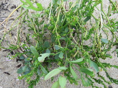 Cakile edentula edentula