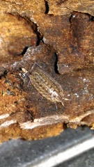 Tiroloscia
