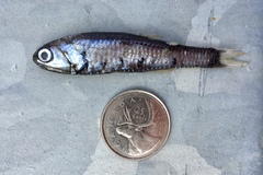 Northern Lampfish photo 3