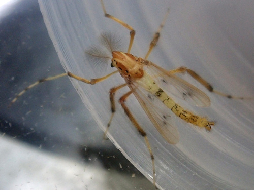 Eurycnemus crassipes Meigen, 1809