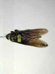 Mallophora ruficauda