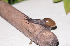 Macrochlamys nitidissima