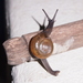 Macrochlamys nitidissima - Photo (c) Sunnetchan,  זכויות יוצרים חלקיות (CC BY-NC-ND), הועלה על ידי Sunnetchan