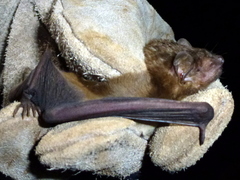 Scotophilus leucogaster