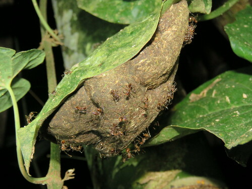 Myrmicaria arachnoides luteaMyrmicaria arachnoides lutea