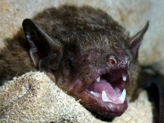 Scotophilus leucogaster