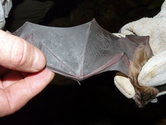 Scotophilus leucogaster