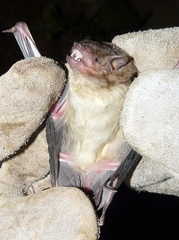 Scotophilus leucogaster