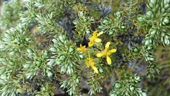 Brachyglottis cassinioides