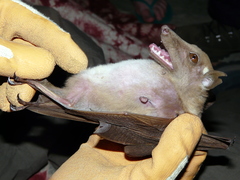 Epomophorus gambianus