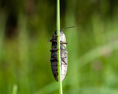 Actenicerus siaelandicus