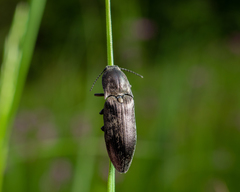 Actenicerus siaelandicus