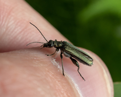 Oedemera virescens