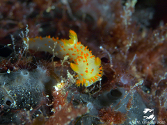 Crimora papillata