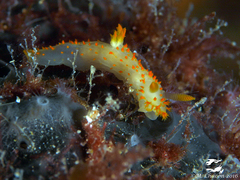 Crimora papillata