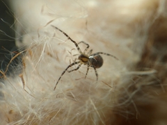 Theridion pictum