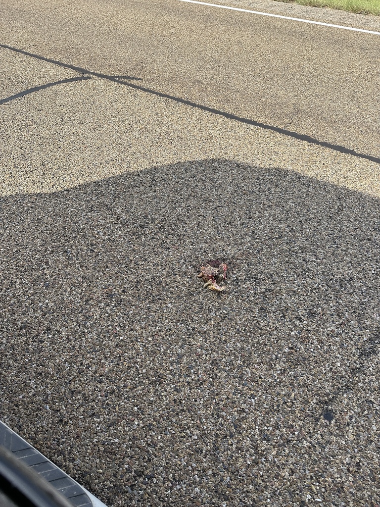 Ornate Box Turtle From County Road N 3 S Mosquero NM US On July 8   Large 