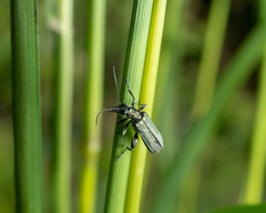 Oedemera virescens