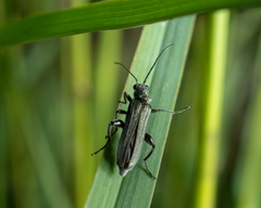 Oedemera virescens