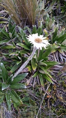 Celmisia spectabilis