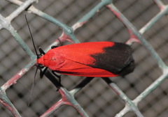 Ptychoglene coccinea