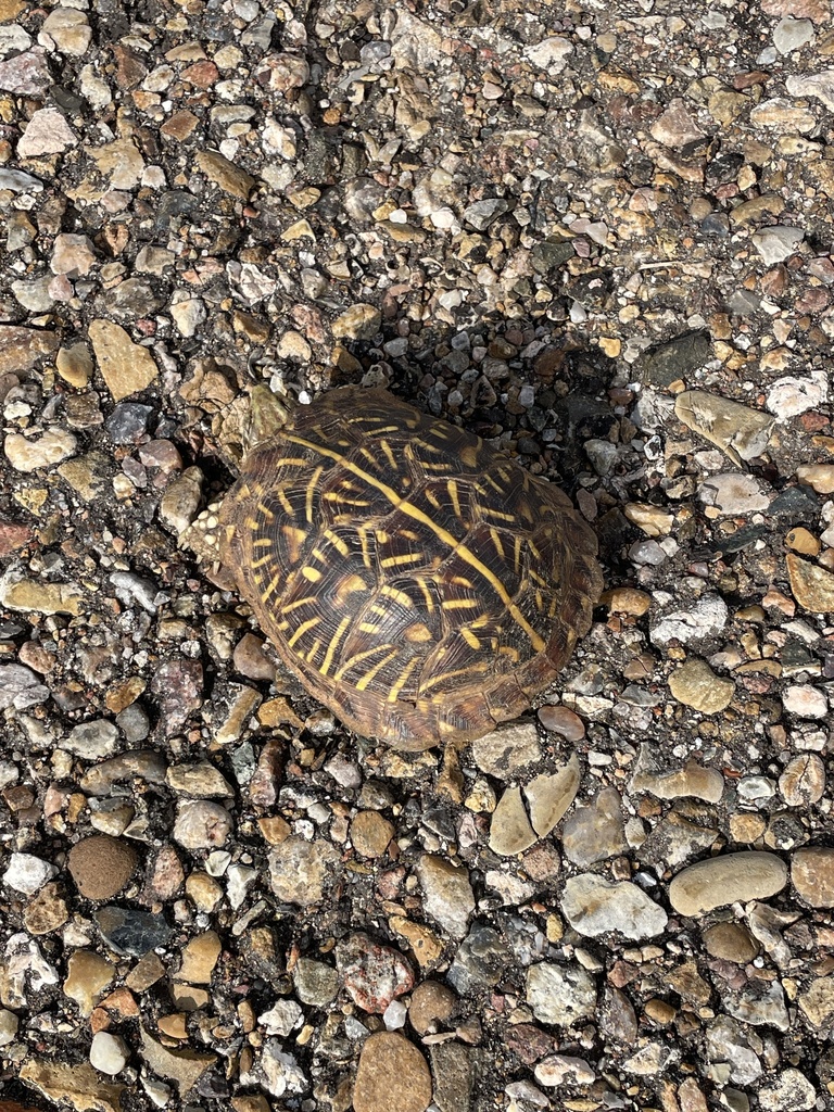Ornate Box Turtle from County Road N-3-S, Mosquero, NM, US on July 8 ...