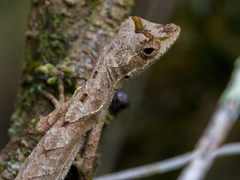 Goldenscale Anole photo 3