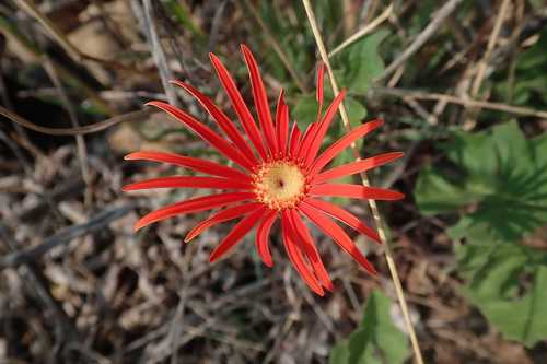 Gerbera jamesonii