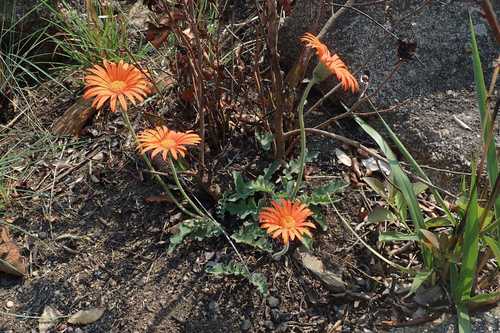 Gerbera jamesonii