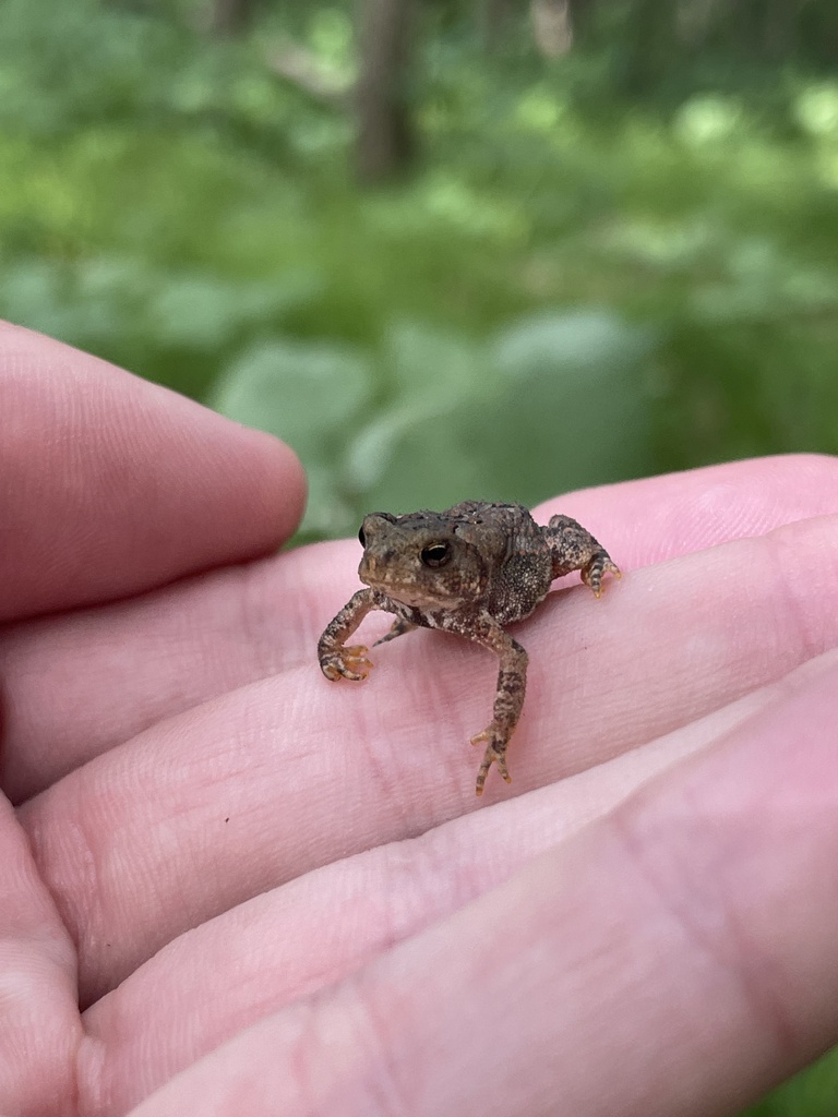 Anaxyrus americanus from William OBrien State Park, Scandia, MN, US on 2023년 07월 07일 (금) at 10:21 오전 by Chan Dolan... 