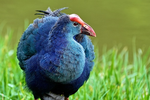 Gray-headed Swamphen