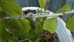 Pereskia