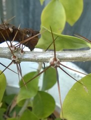 Pereskia