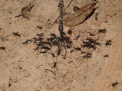 Eciton burchellii