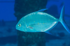 Ferdauia orthogrammus